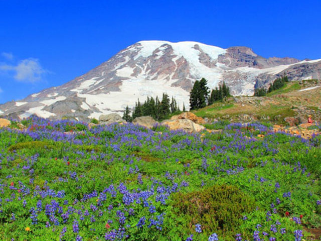 1-Day Mt. Rainier National Park Tour from Seattle